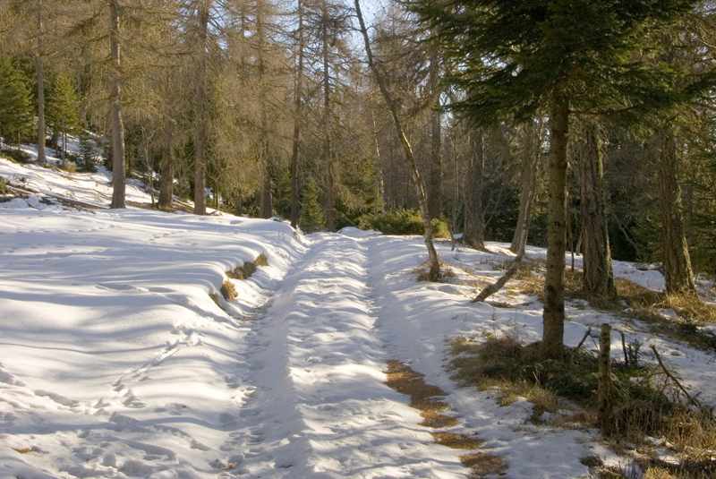 Cercando la neve.